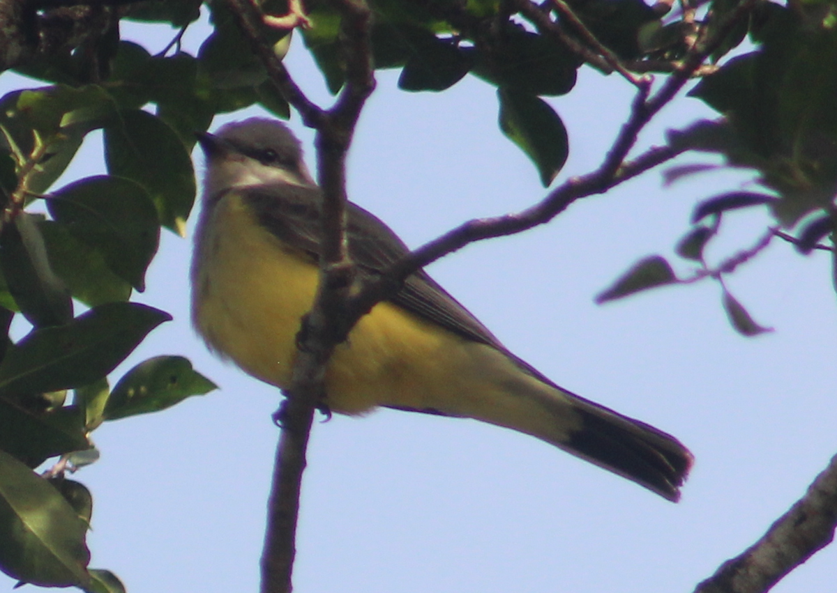 Western Kingbird - ML645994061