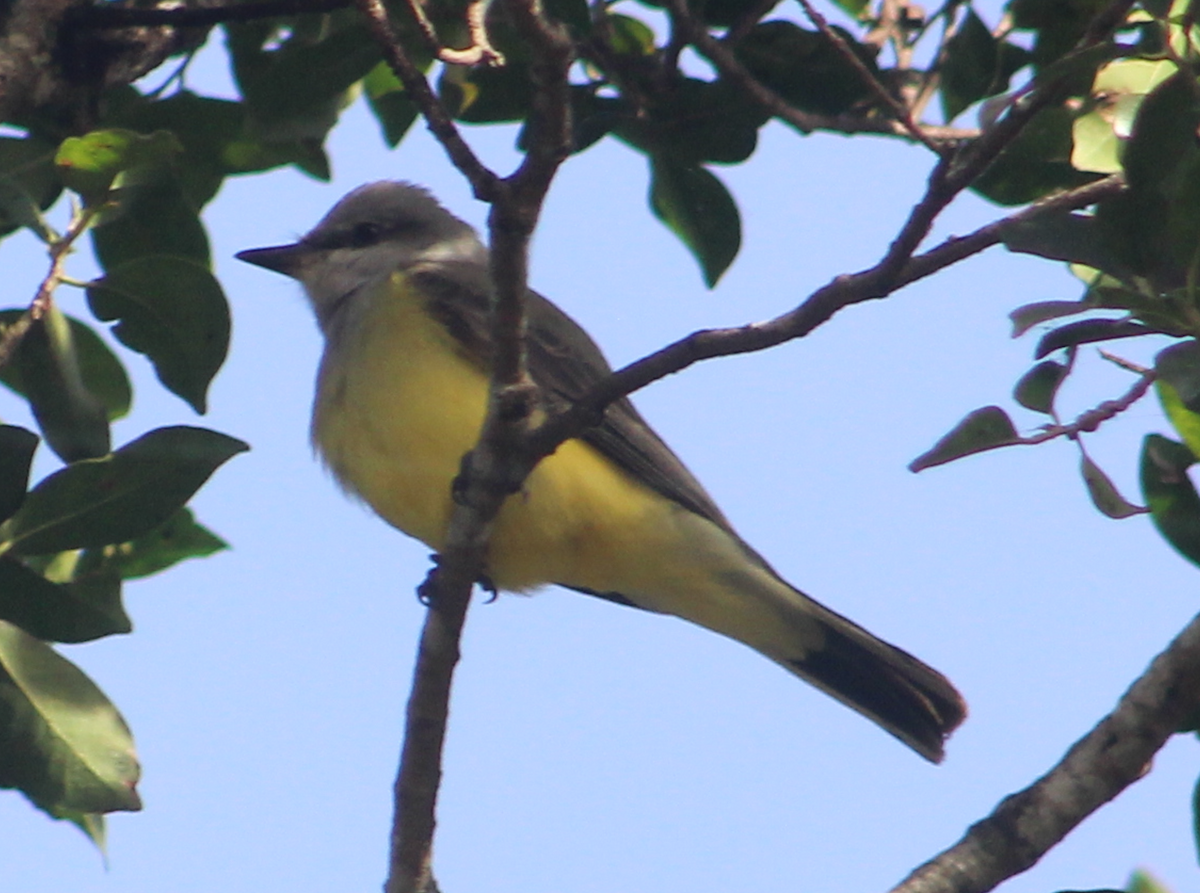 Western Kingbird - ML645994062