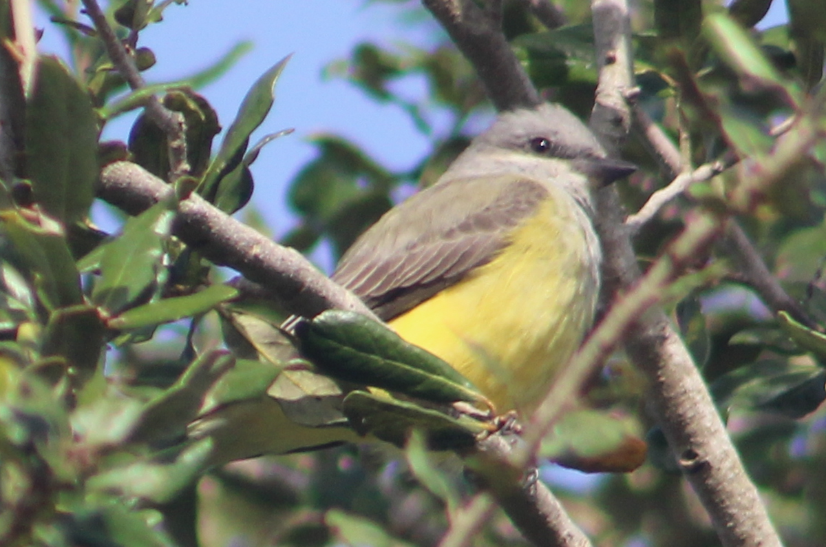 Western Kingbird - ML645994063