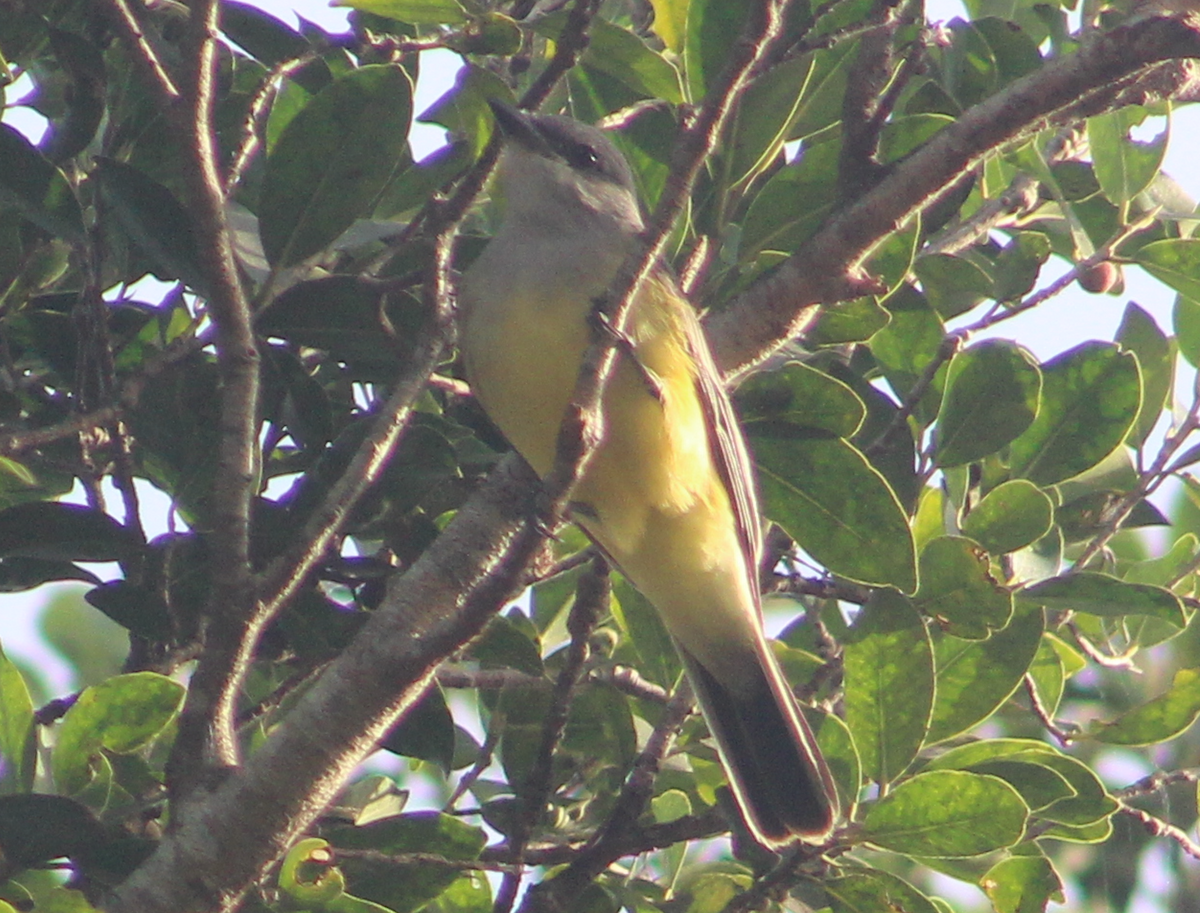 Western Kingbird - ML645994065