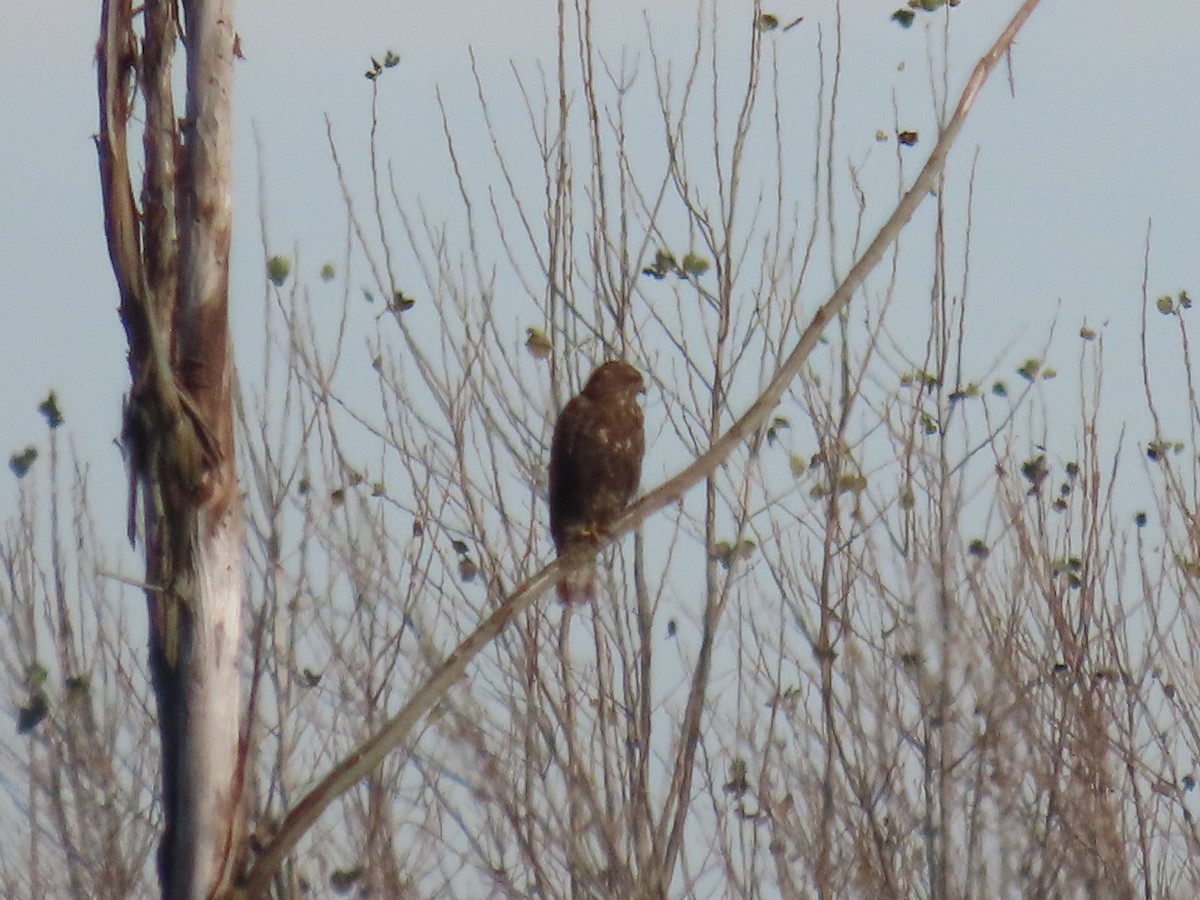 Zapelatz arrunta - ML645994067