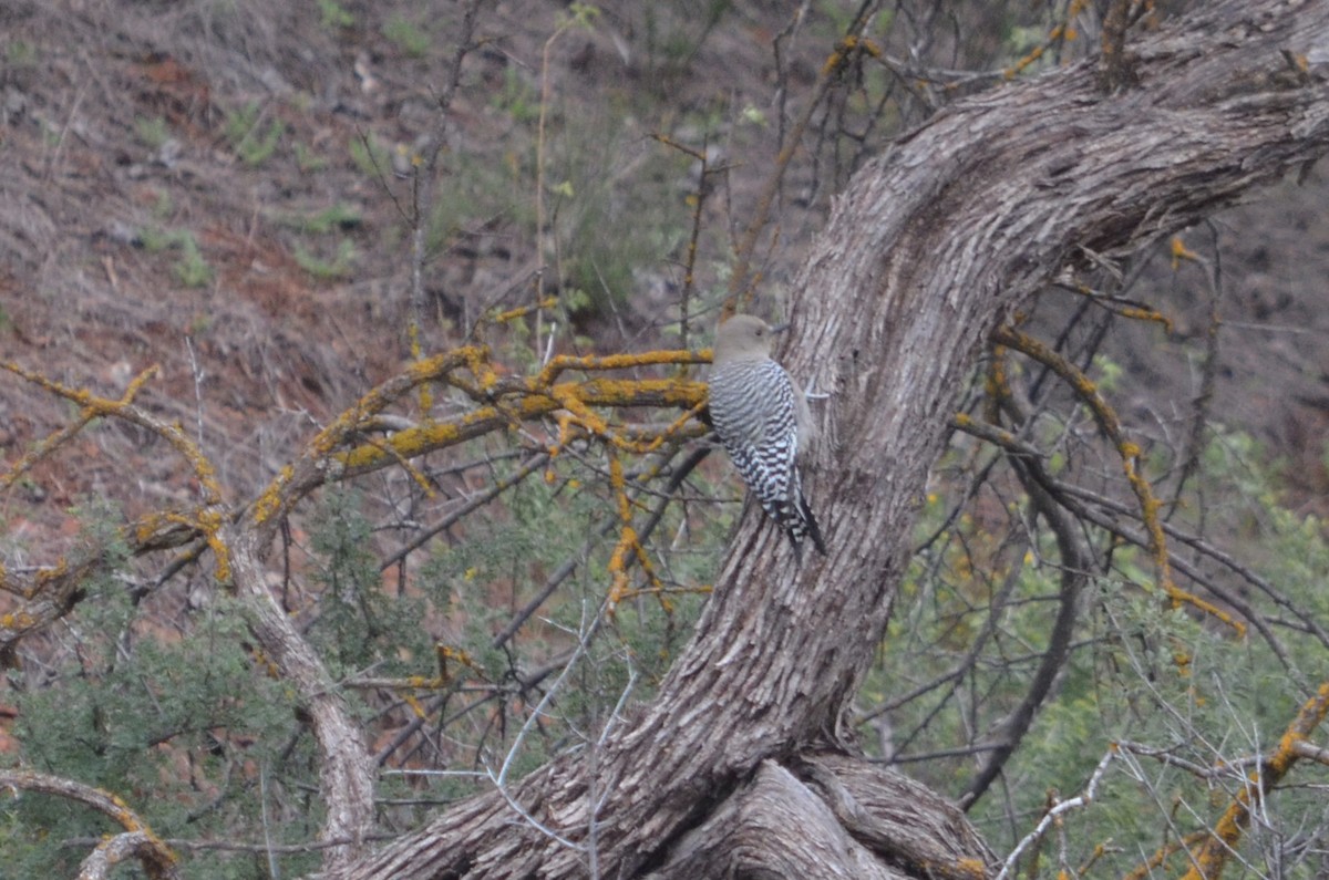 Gila Woodpecker - ML645994068