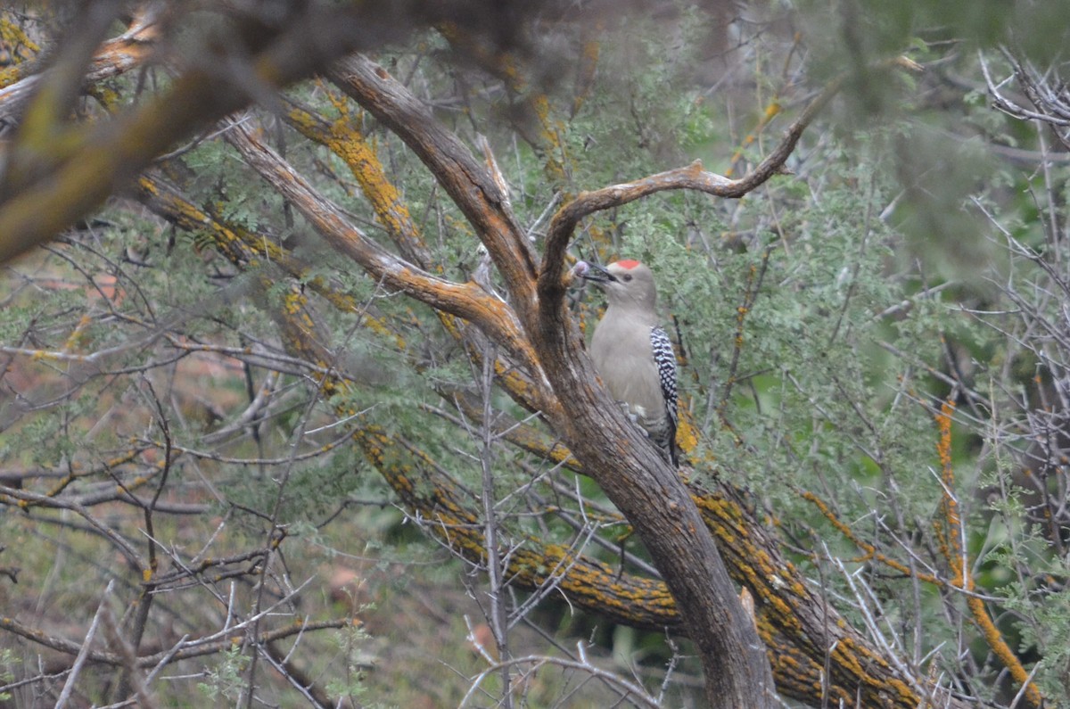 Gila Woodpecker - ML645994069