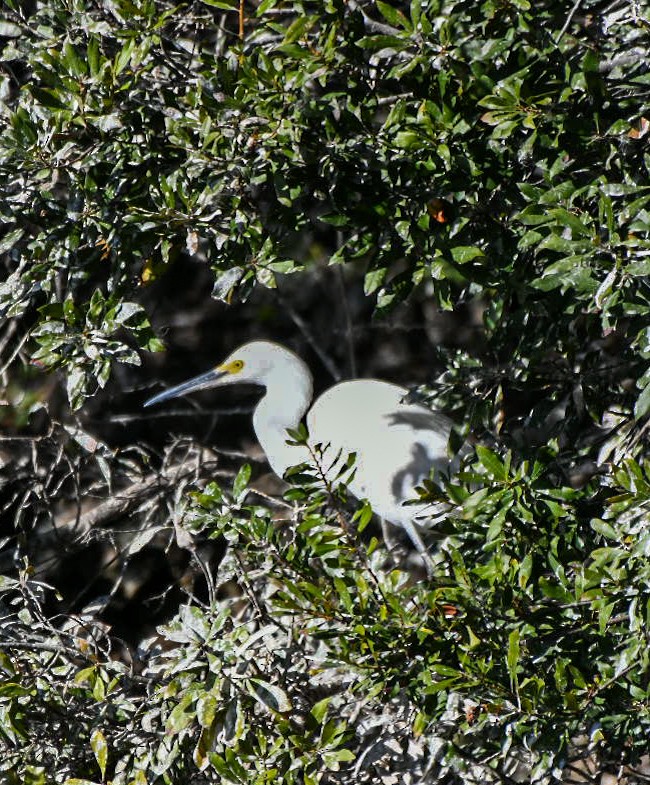 Snowy Egret - ML645994070