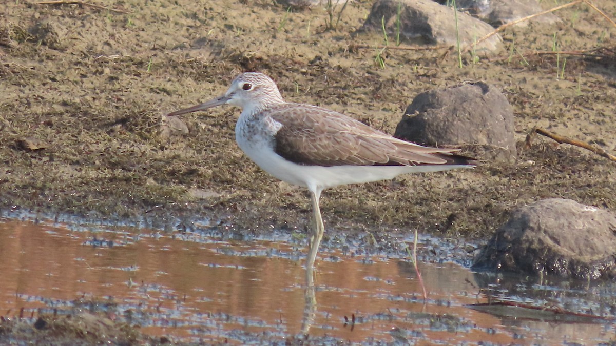 Kuliska zuria - ML645994073