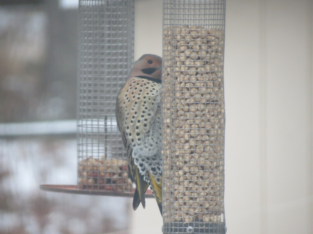 Northern Flicker - ML645994074