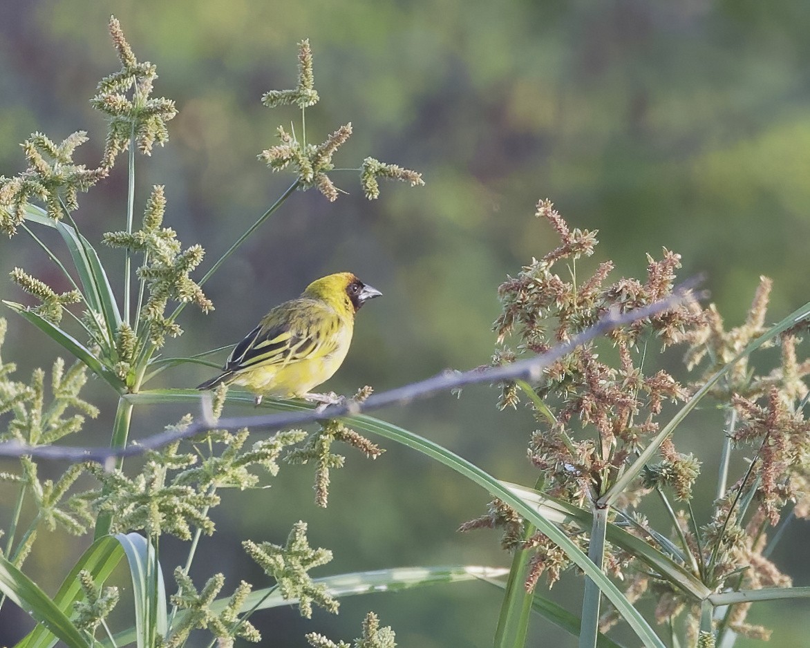 Northern Masked-Weaver - ML645994075