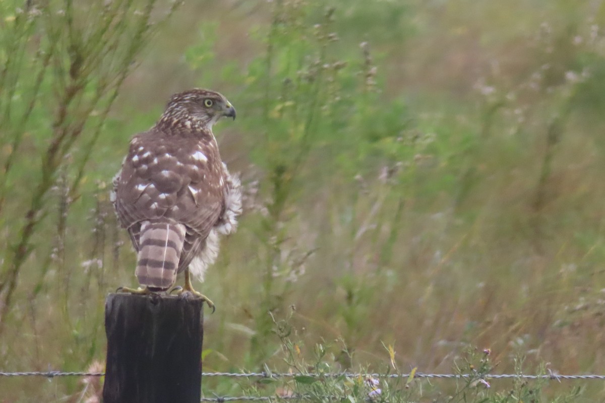Cooper's Hawk - ML645994076