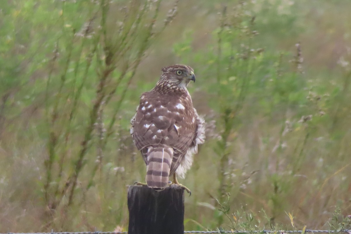 Cooper's Hawk - ML645994077