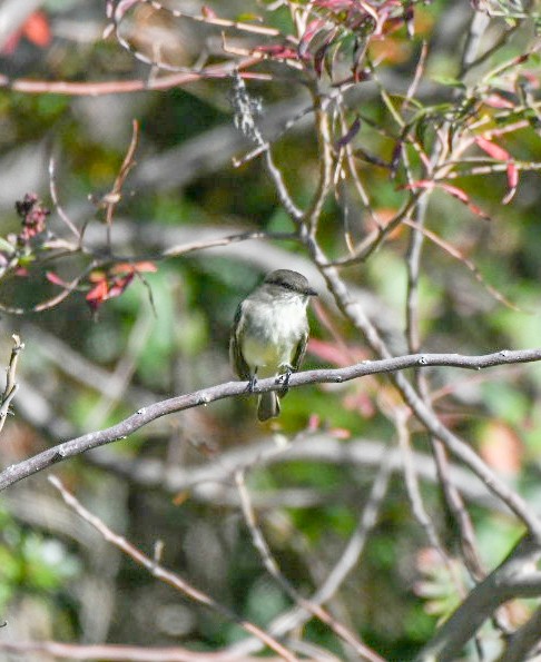 Eastern Phoebe - ML645994080