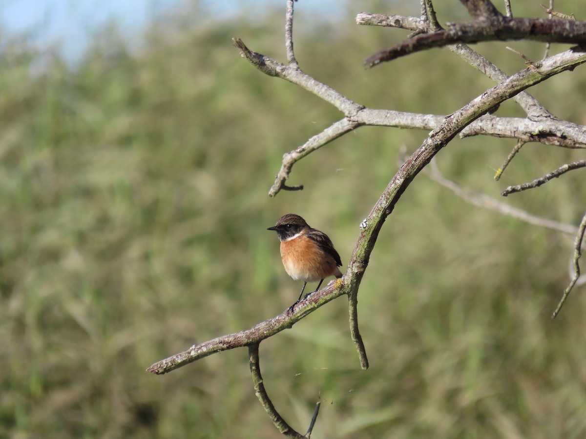 Pitxartxar burubeltza - ML645994081