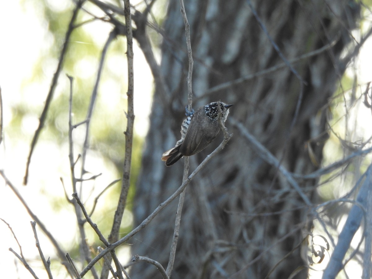 White-barred Piculet - ML645994082
