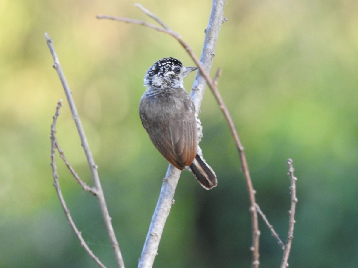 White-barred Piculet - ML645994083
