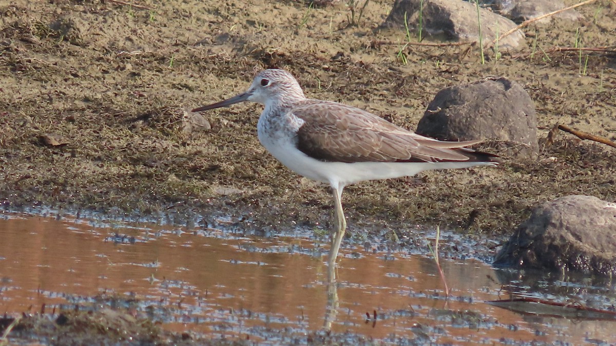 Kuliska zuria - ML645994084