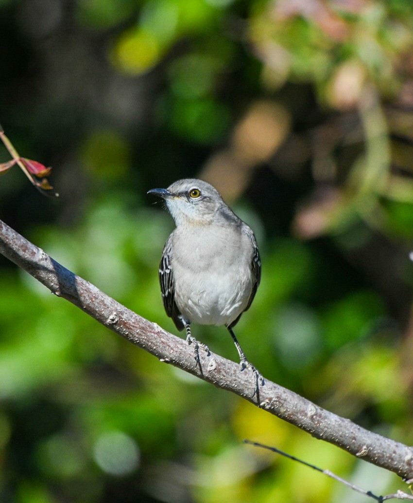 Northern Mockingbird - ML645994085