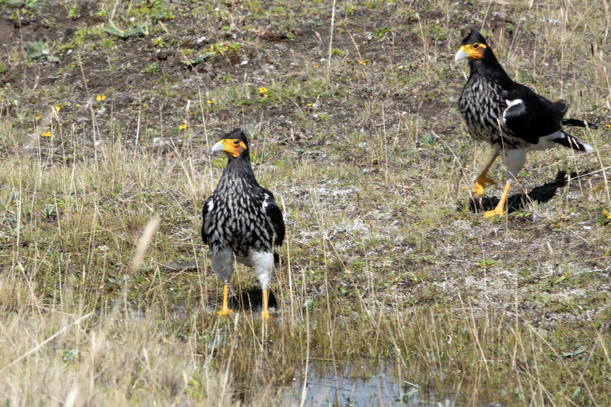 Karakara garatxoduna - ML645994086