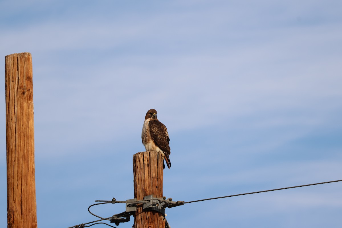 Zapelatz buztangorria - ML645994087