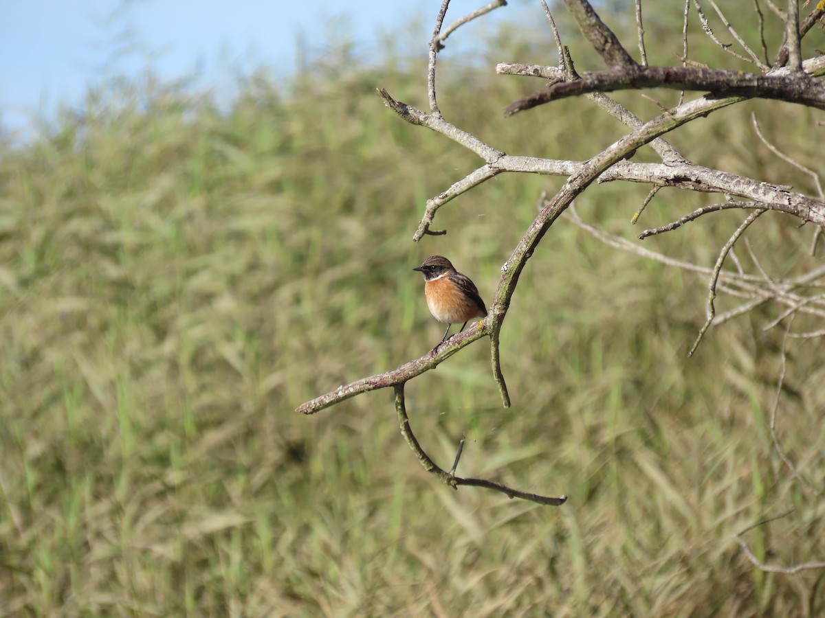 Pitxartxar burubeltza - ML645994088