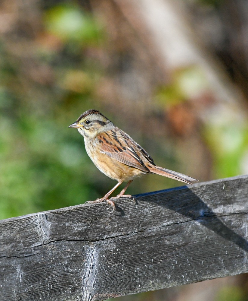 Swamp Sparrow - ML645994090