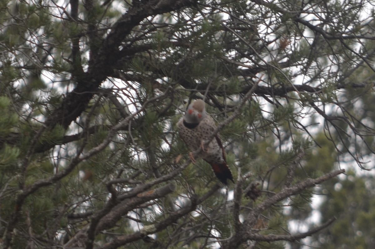 Northern Flicker - ML645994091