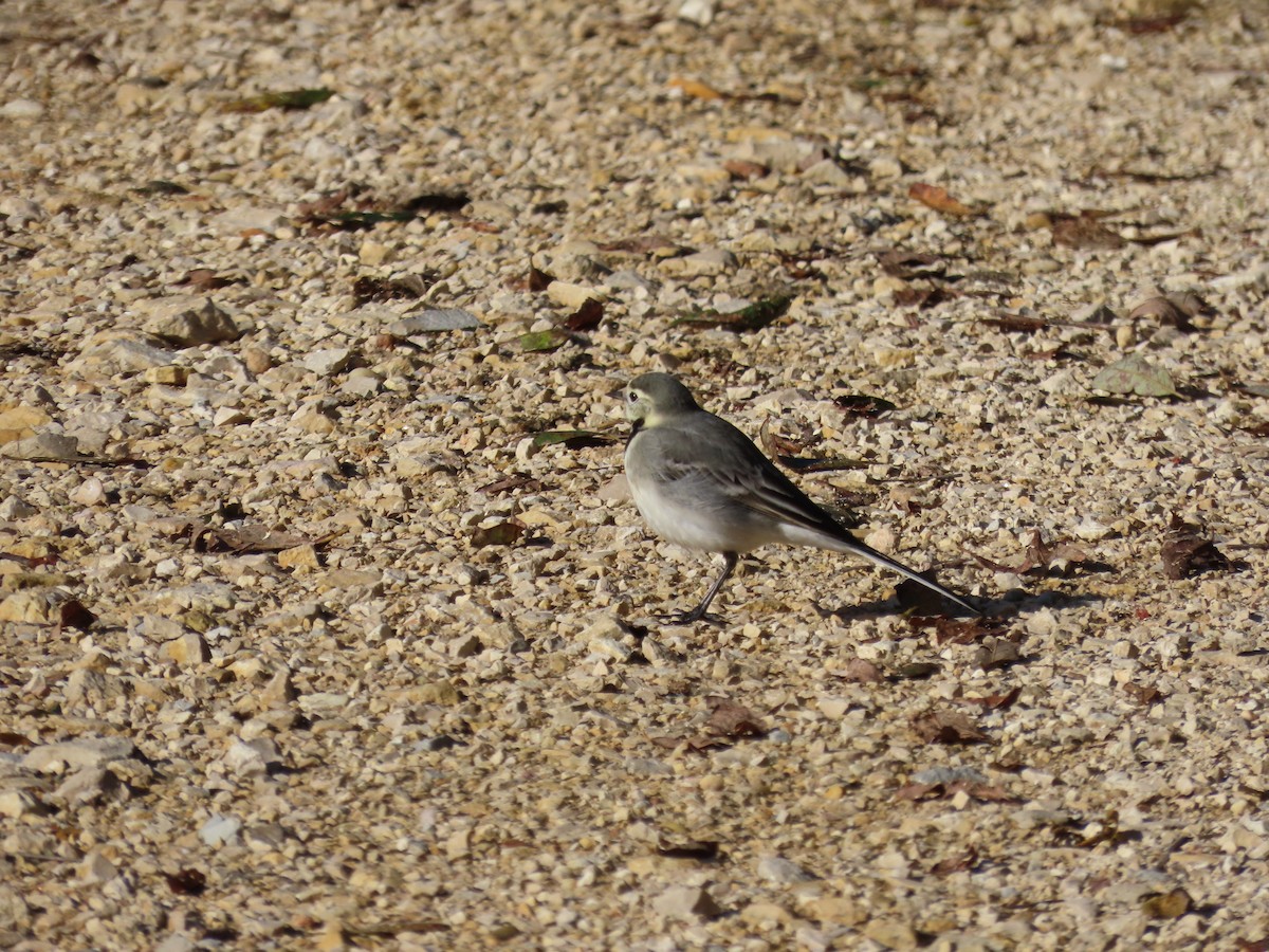 konipas bílý - ML645994099