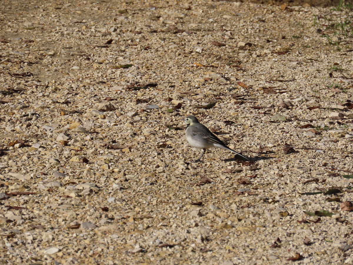 konipas bílý - ML645994100