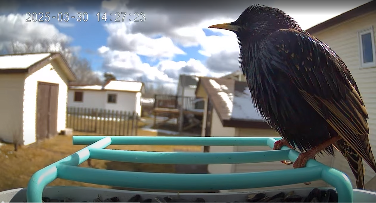 European Starling - ML645994103