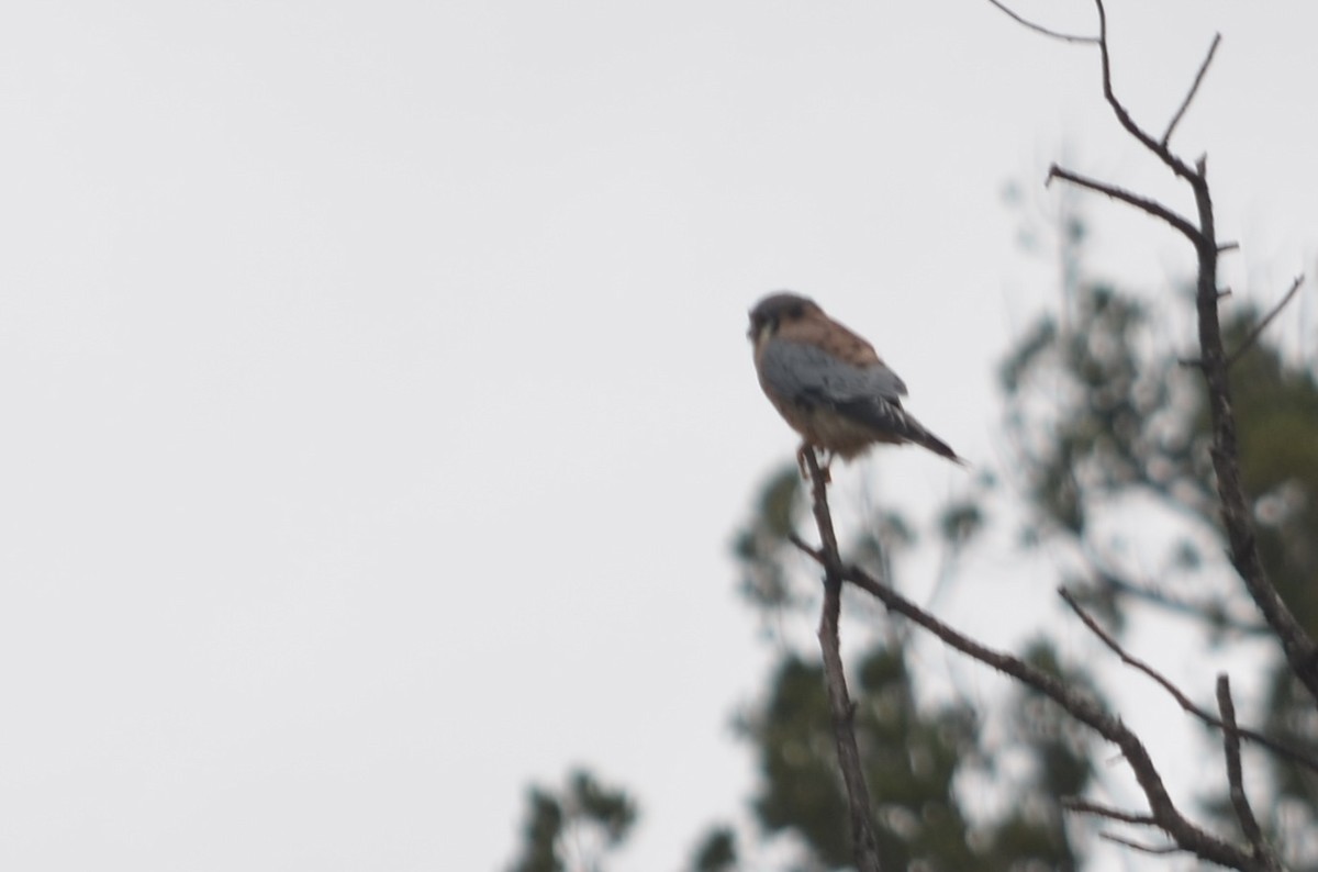 American Kestrel - ML645994112