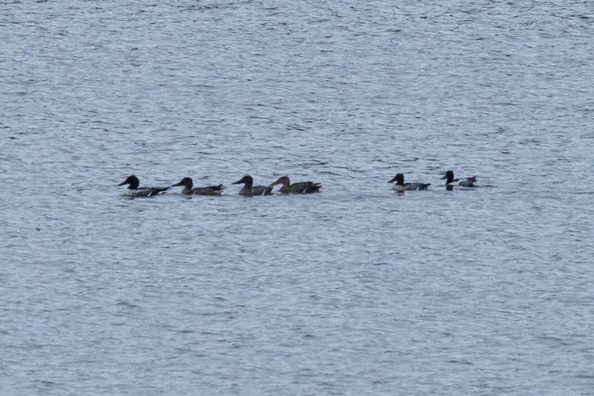 Халбага нугас - ML645994127