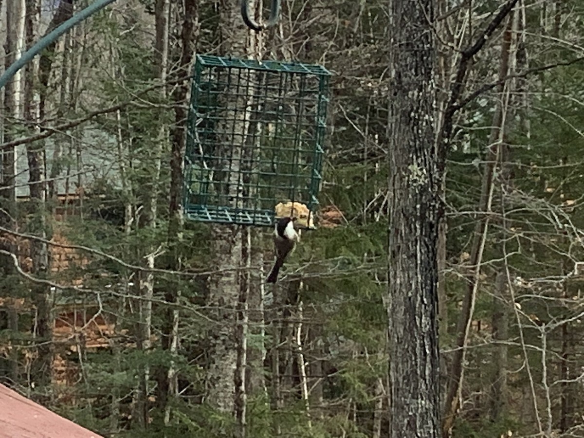 Black-capped Chickadee - ML645994128