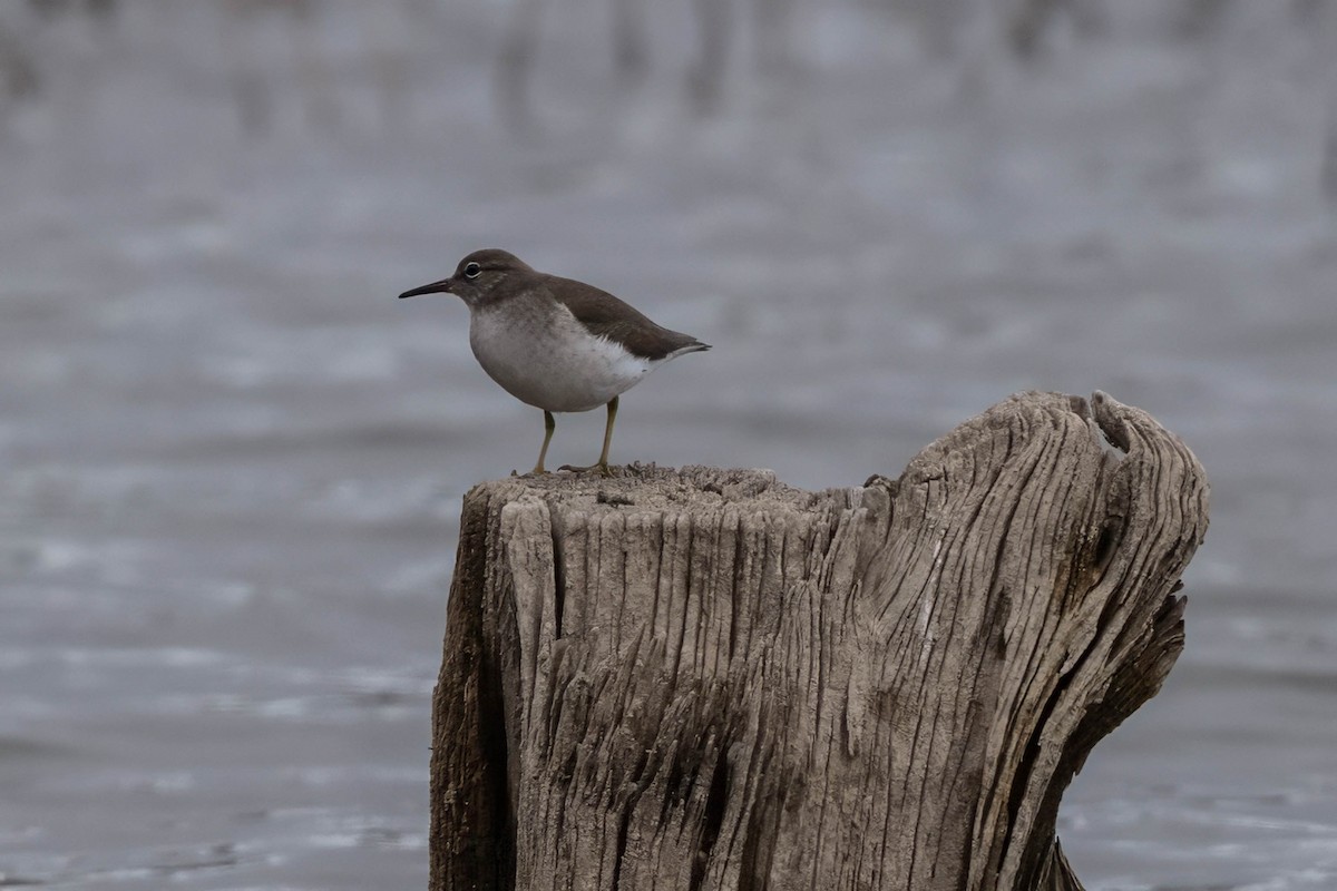 Spotted Sandpiper - ML645994130