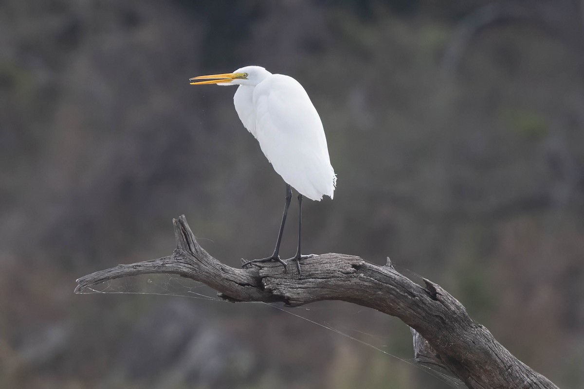 Цасч дэглий - ML645994131