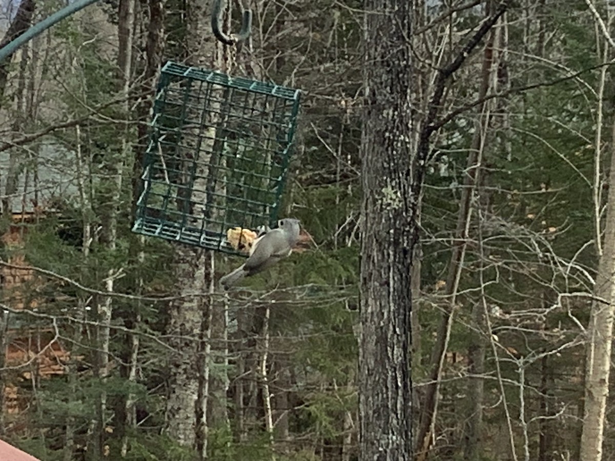 Tufted Titmouse - ML645994139