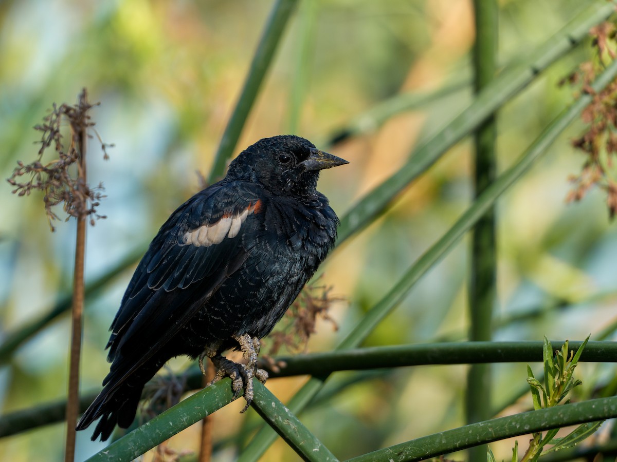 Tricolored Blackbird - ML645994140