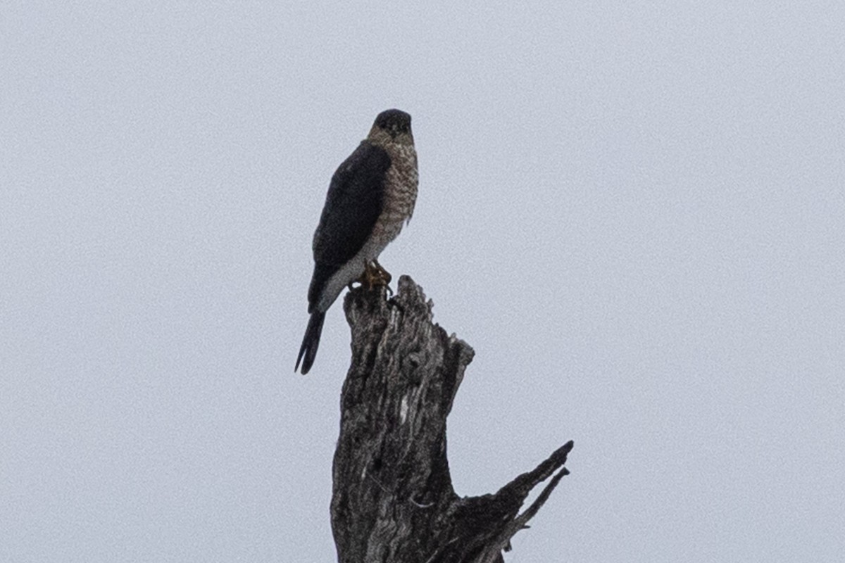 Sharp-shinned Hawk - ML645994142