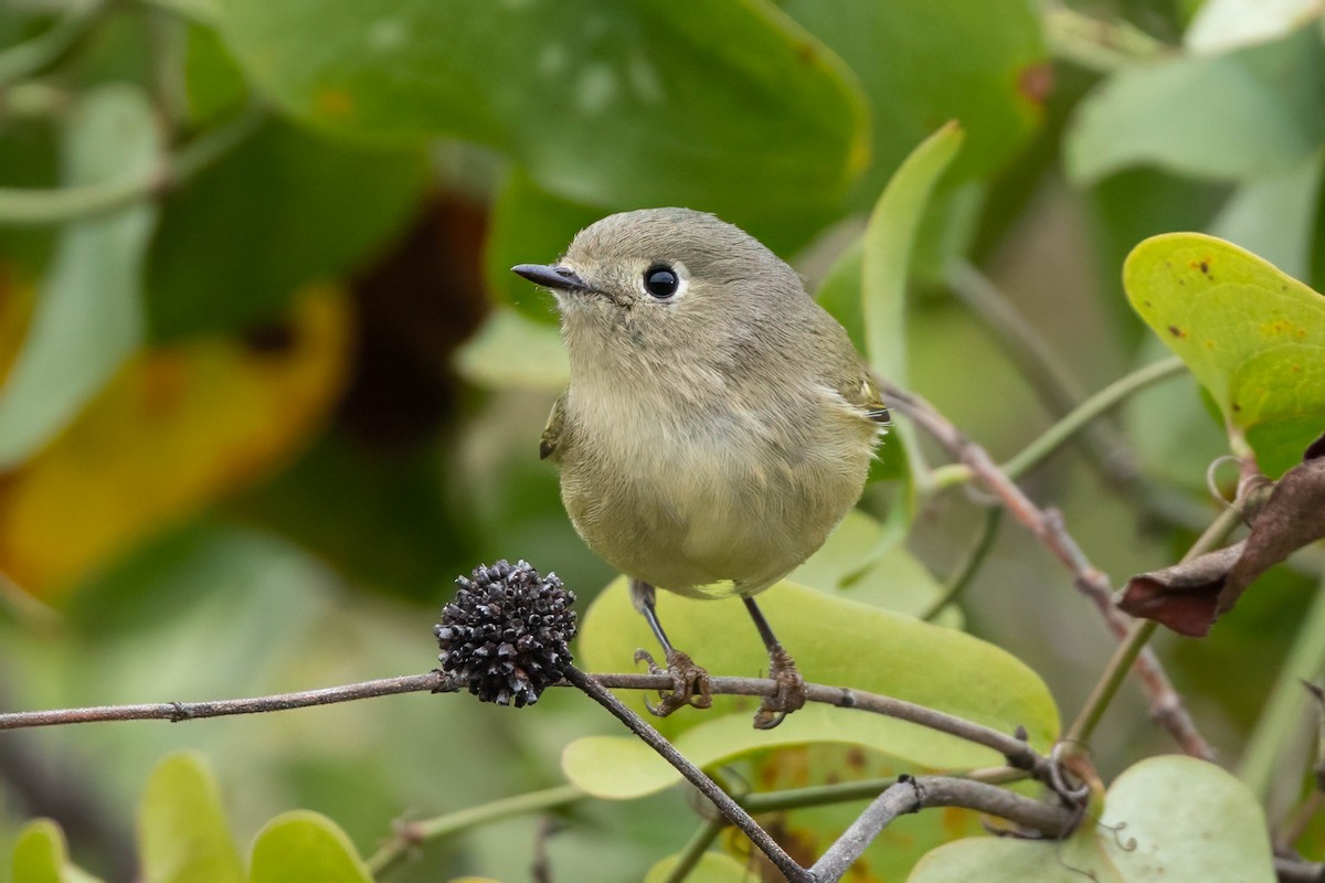 Ruby-crowned Kinglet - ML645994146