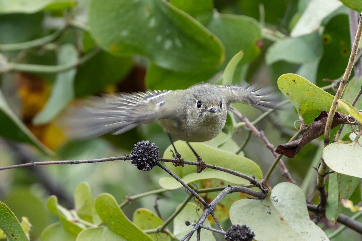 Ruby-crowned Kinglet - ML645994147