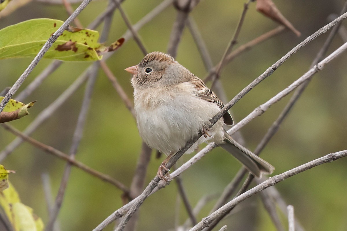 Field Sparrow - ML645994154