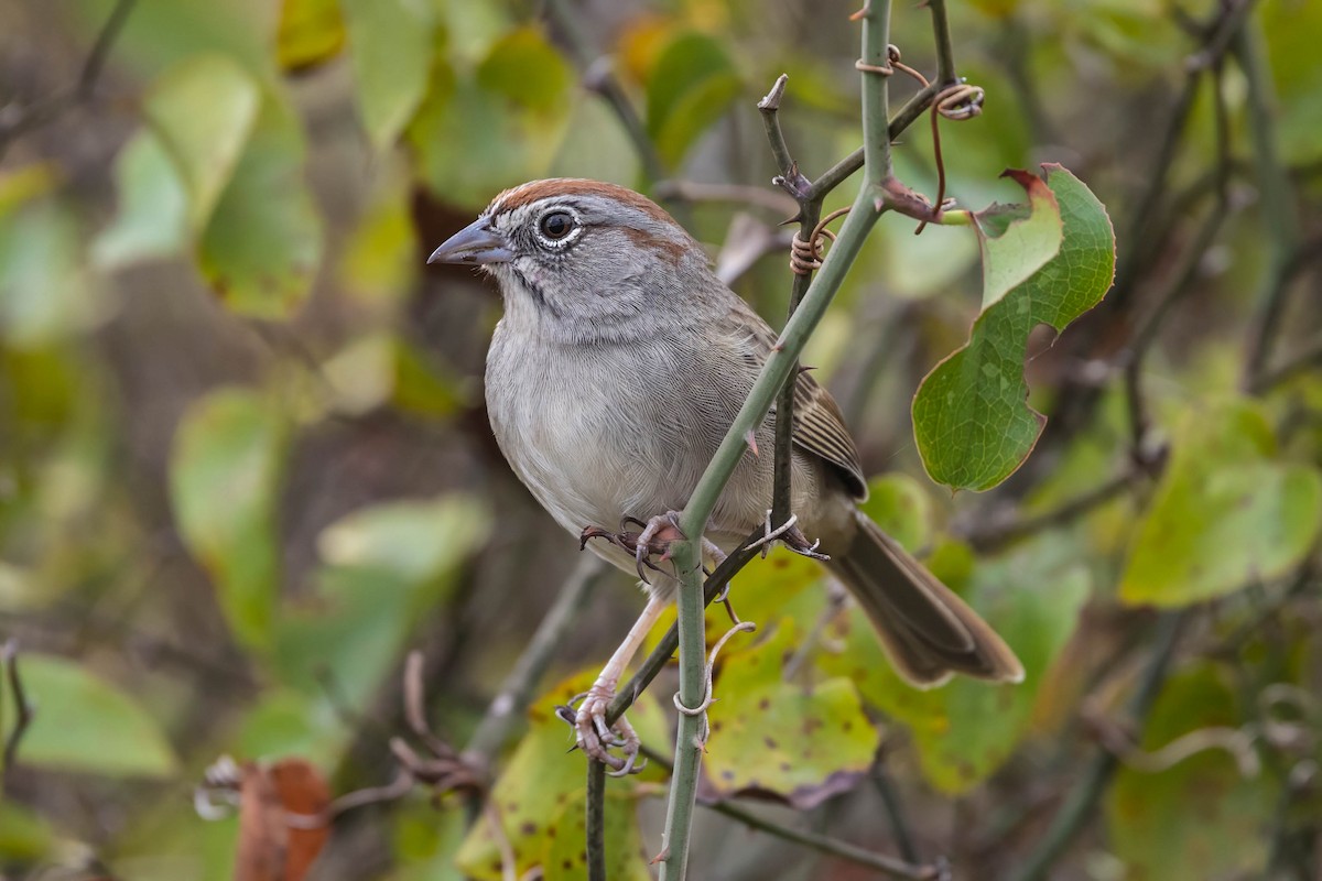 Rufous-crowned Sparrow - ML645994157