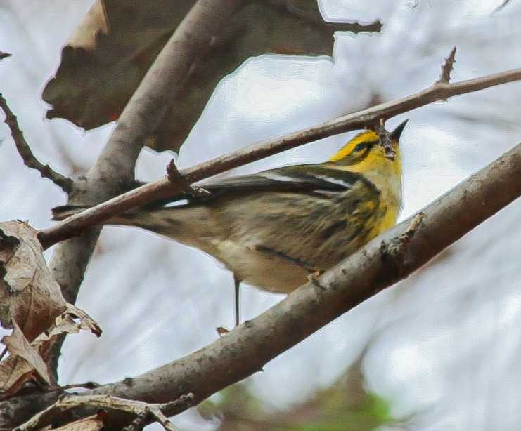 Townsend's Warbler - ML645994163