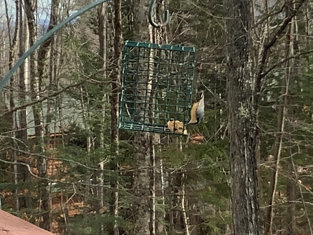 Red-breasted Nuthatch - ML645994164