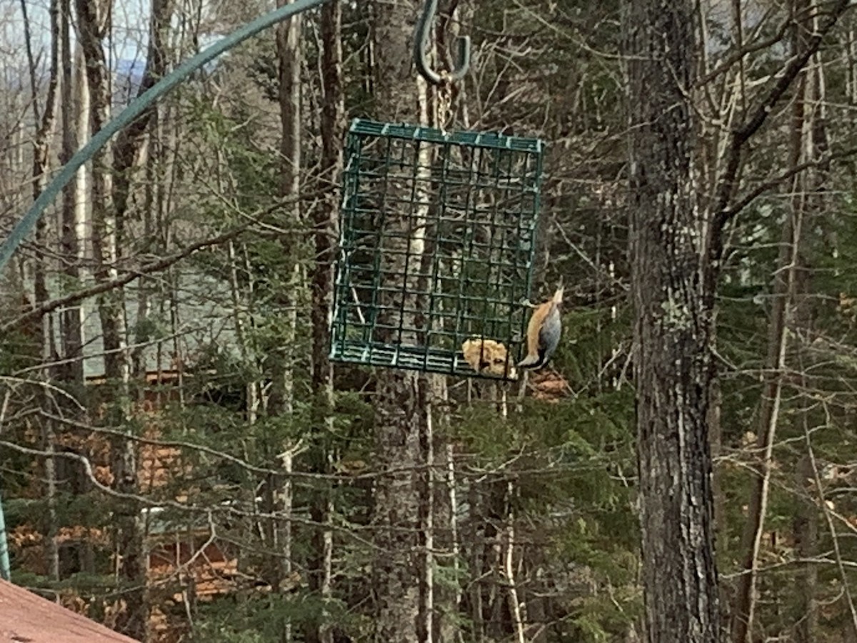 Red-breasted Nuthatch - ML645994165