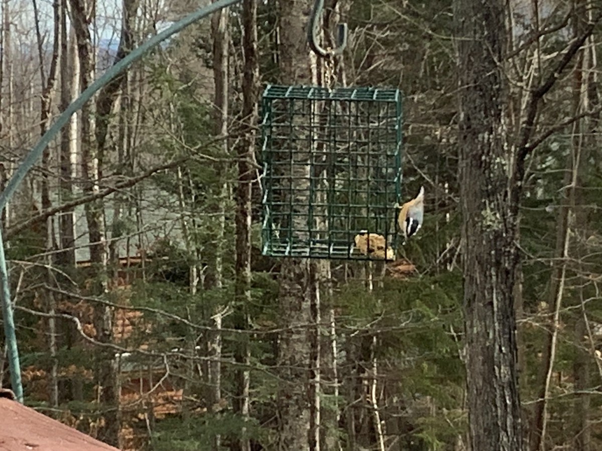 Red-breasted Nuthatch - ML645994166