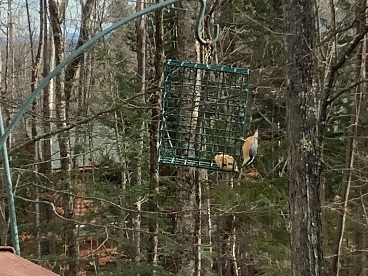 Red-breasted Nuthatch - ML645994167