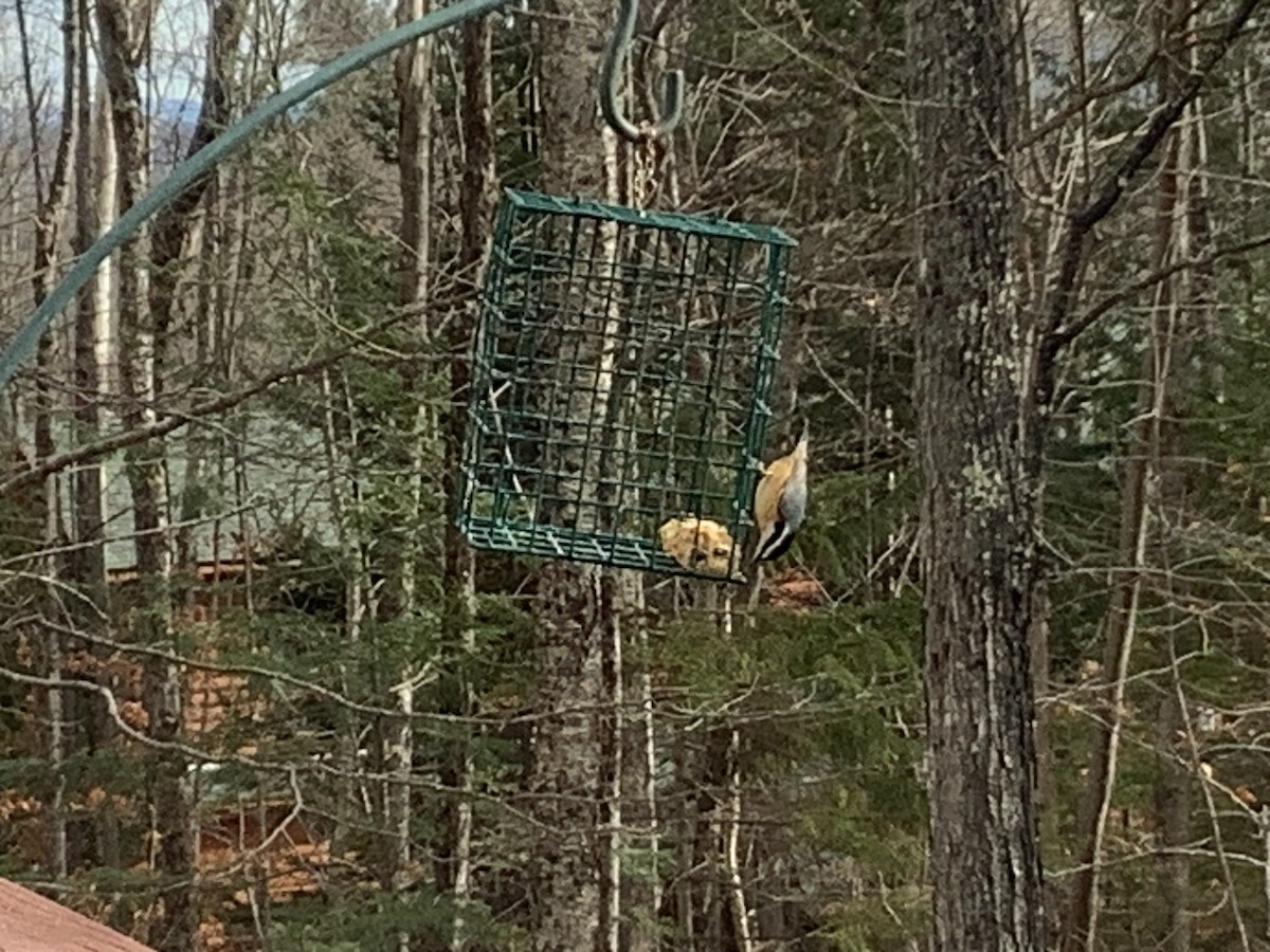Red-breasted Nuthatch - ML645994168