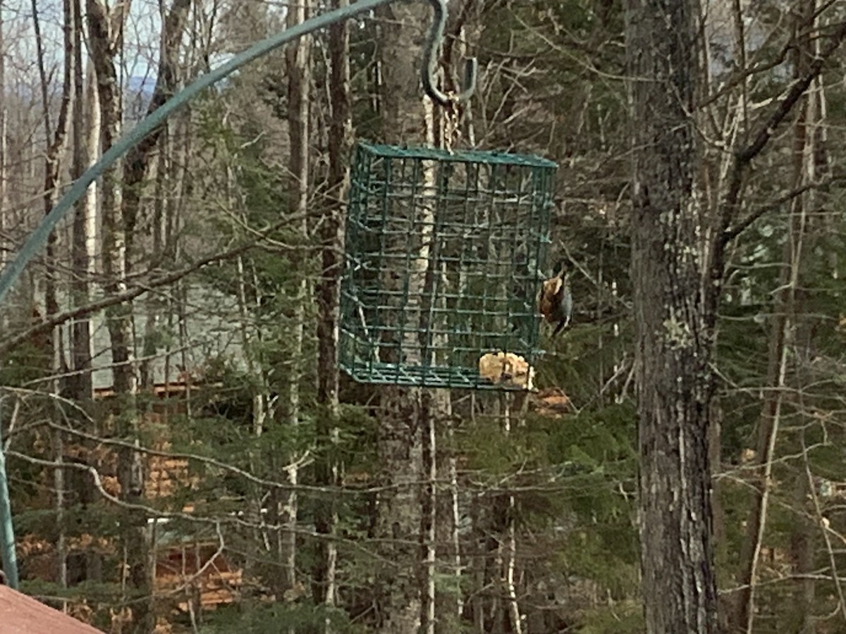 Red-breasted Nuthatch - ML645994169