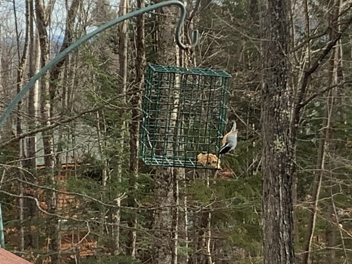 Red-breasted Nuthatch - ML645994170