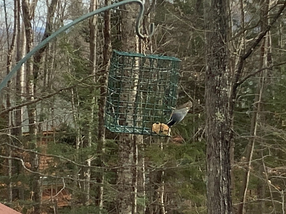 Red-breasted Nuthatch - ML645994171