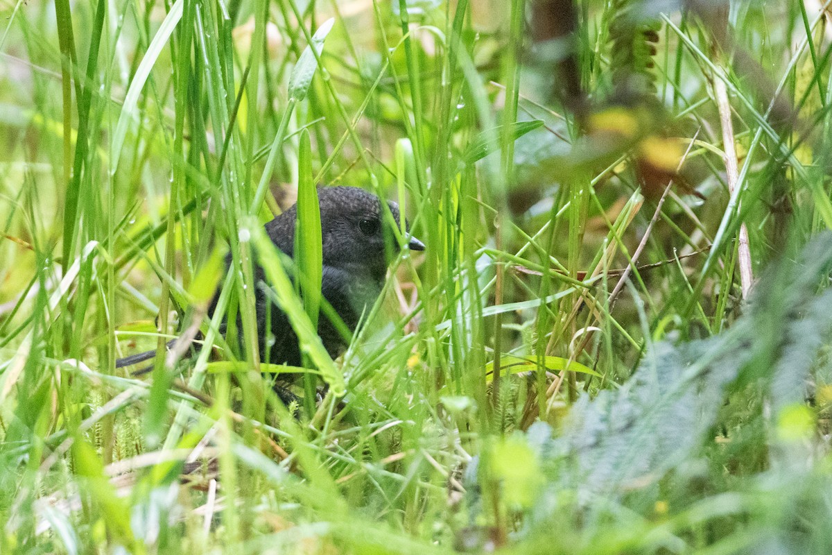 Nariño Tapaculo - ML645994175