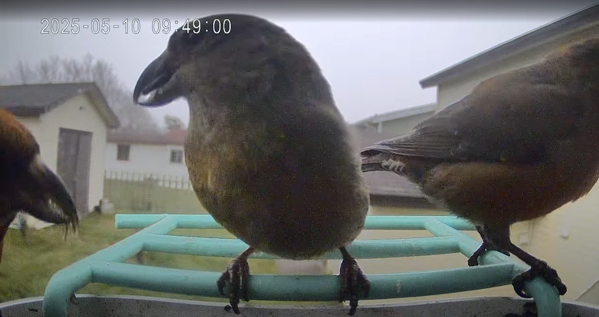 Red Crossbill - ML645994181